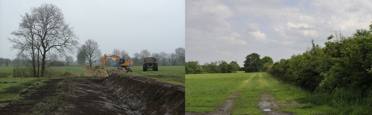 De houtwal met het nest van de grauwe klauwier toen hij werd aangelegd in 2005 (links) en in 2012 (rechts) (foto: Landschapsbeheer Friesland)