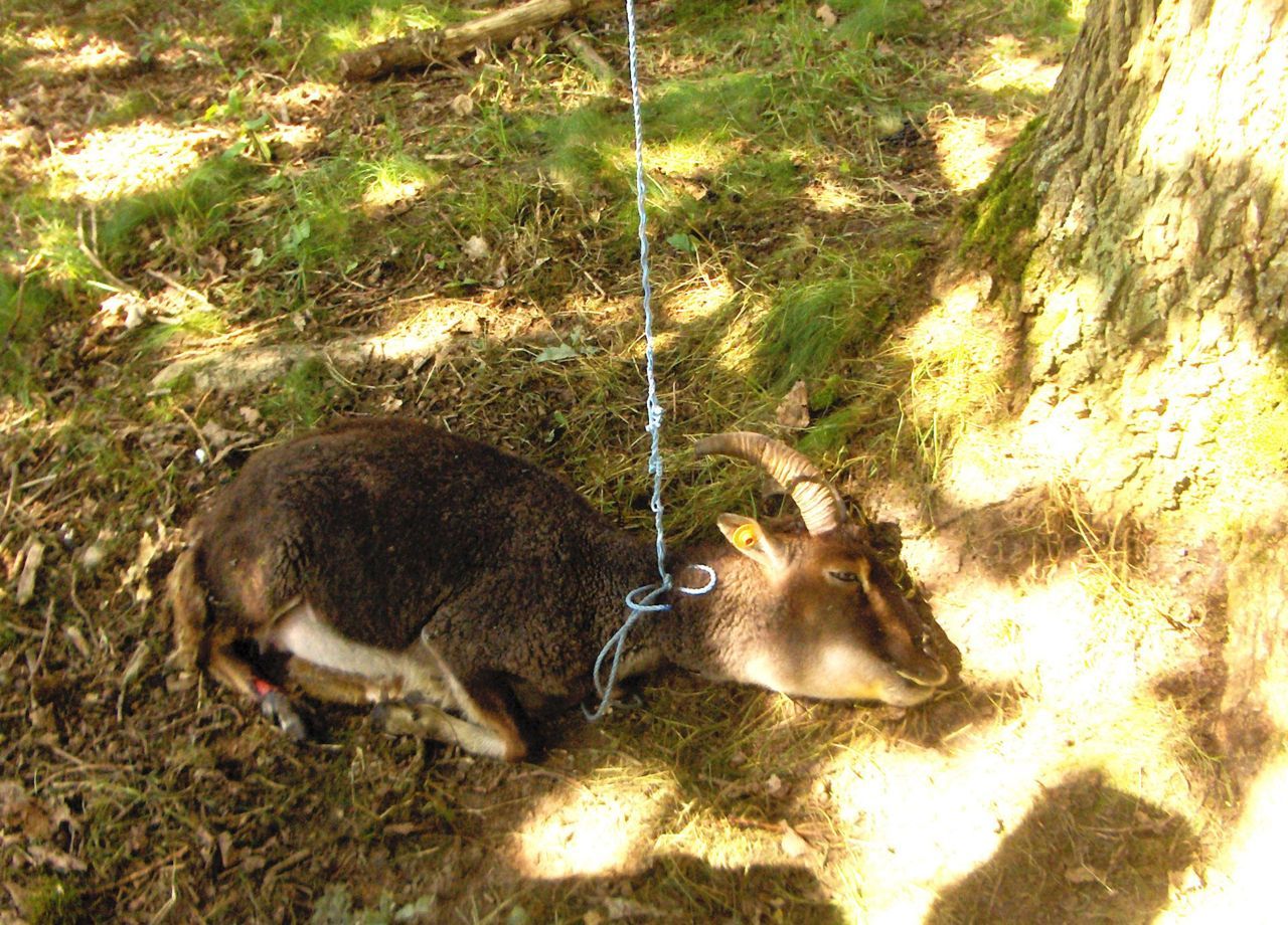 Eén van de schapen werd dit weekend op gruwelijke wijze opgeknoopt (foto: Pieter Van Dorsselaer)