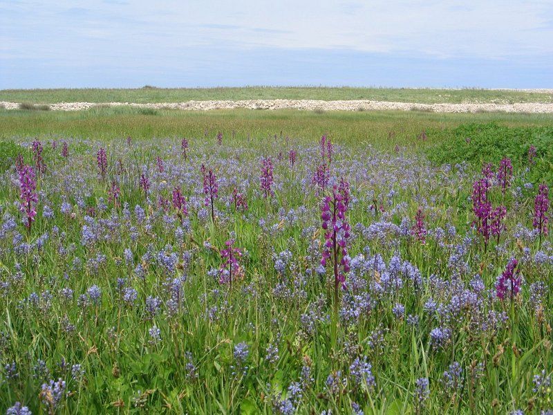 Bloemrijke hooiland Kroatië (foto: Jasenka Topic)