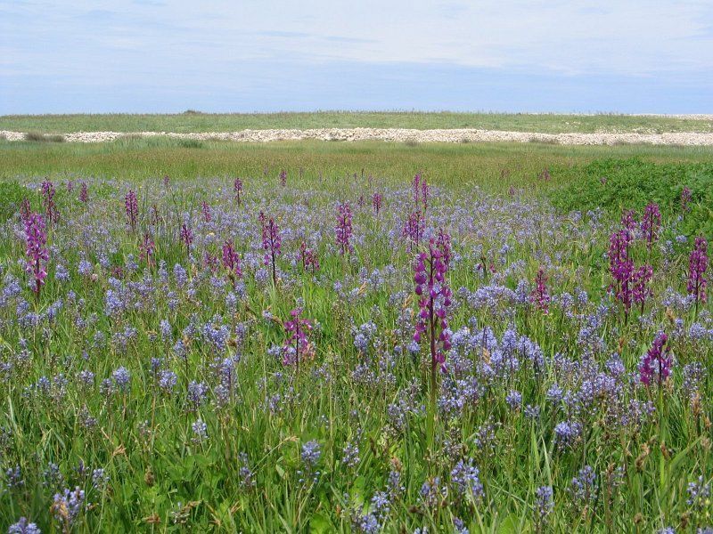 Bloemrijke hooiland Kroatië (foto: Jasenka Topic)