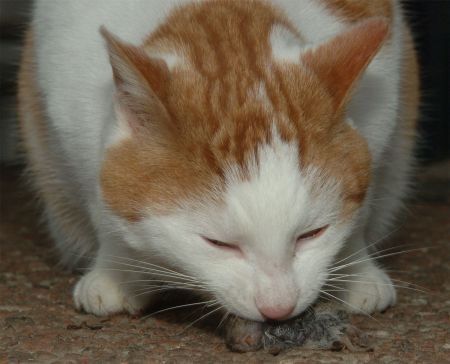 Kat met prooi (foto: Henk Heijligers)