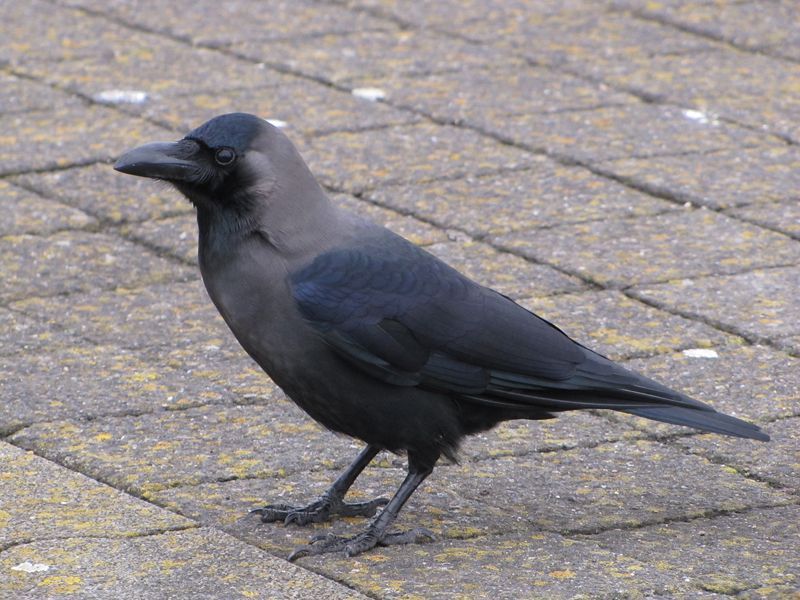 Bootvluchtelingen zijn soms het begin van een nieuw verhaal: zo vormden de eerste Nederlandse Huiskraaien het begin van een minipopulatie. (Foto: Luuk Punt)