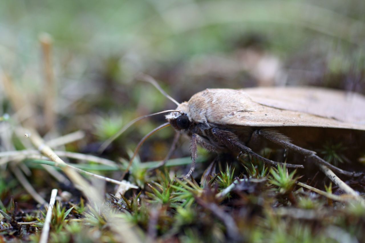 Close up huismoeder (foto: Juriën Kooijman)