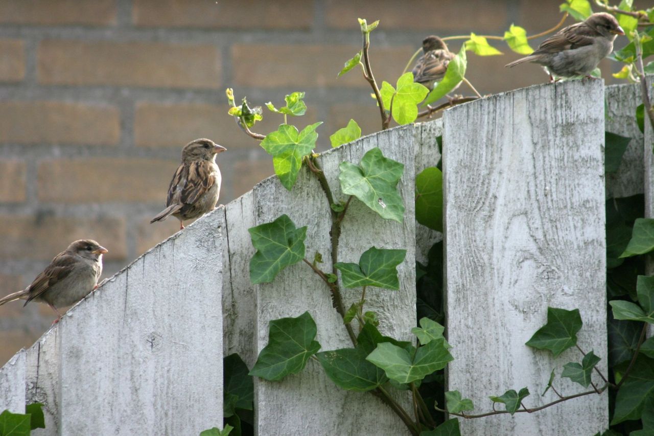 Jonge huismussen op schutting (foto: Harvey van Diek)