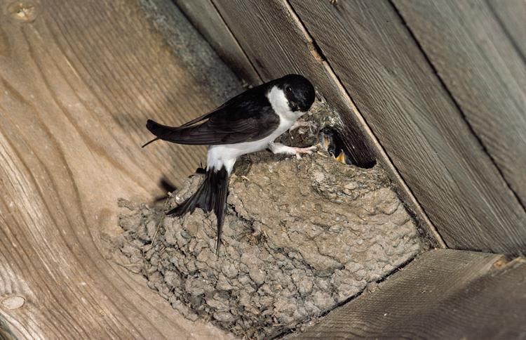 Huiszwaluw (foto: IVN Vecht en Plassengebied)