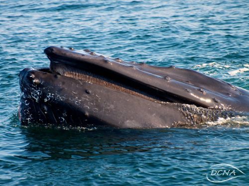 Bultrug of humpback whale (foto: Kai Wulf)