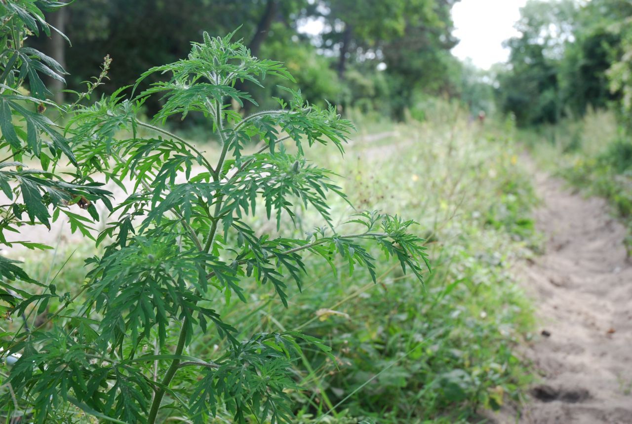 Alsemambrosia in de berm (foto: Wout van der Slikke)