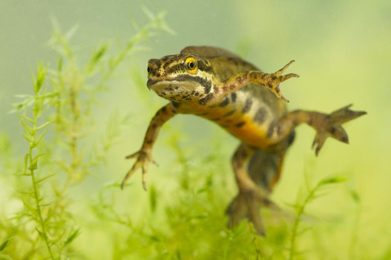 Hybride van Kleine watersalamander en Vinpootsalamander (Foto: Bram Conings)
