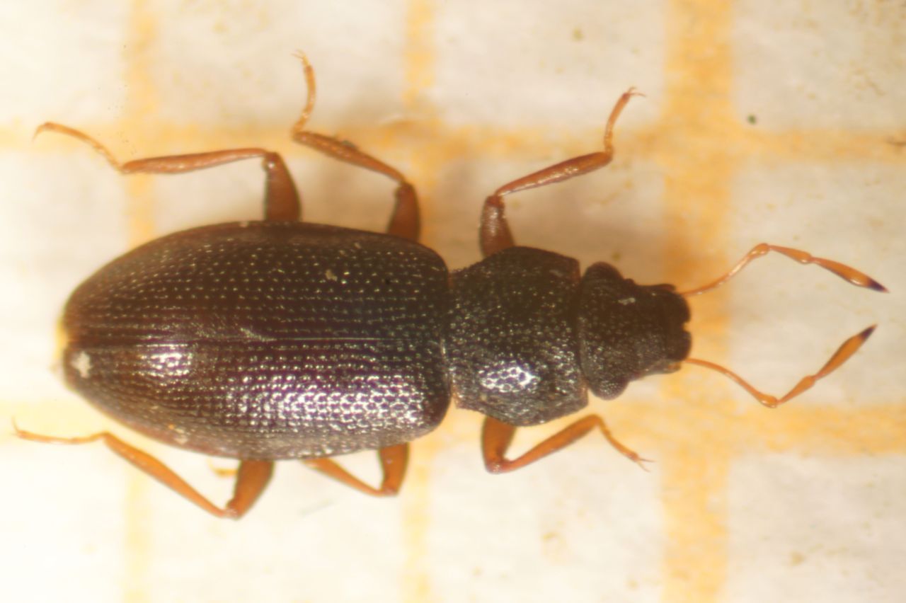 Waterkruiper Hydraena Melas, voor het eerst gevonden in een poel in Bekkevoort (Foto: Nobby Thys)