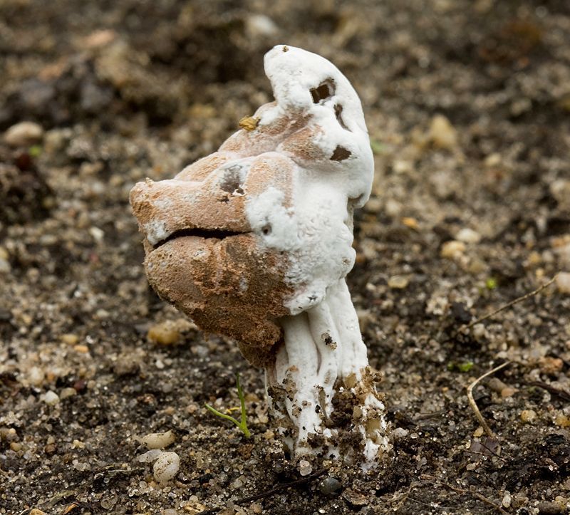 Kluifzwameter op Kluifzwam (foto: Menno Boomsluiter)