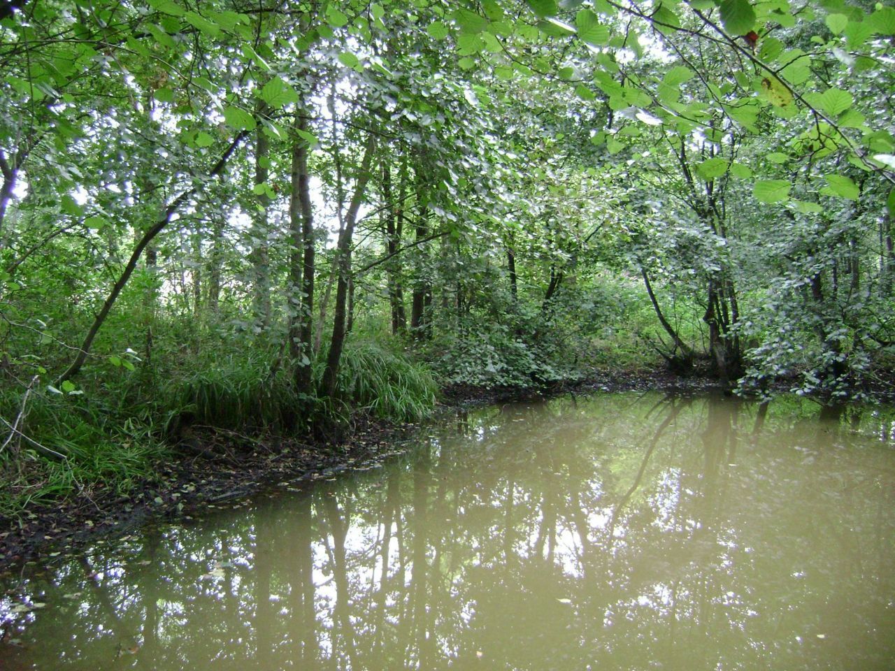 Aan de oever van deze poel in Bekkevoort werden acht exemplaren van de waterkruiper Hydraena melas gevonden (Foto: Roel Baets)