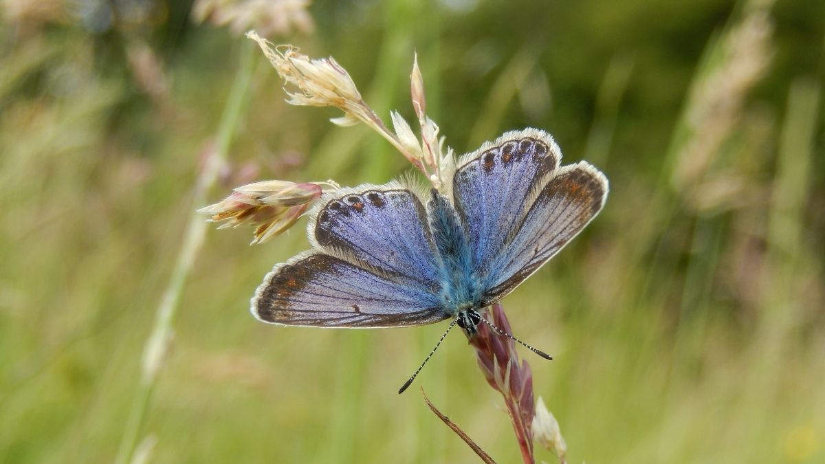 De meeste vrouwtjes zijn bruin, maar soms zijn ze prachtig blauw bestoven (foto: Kars Veling)