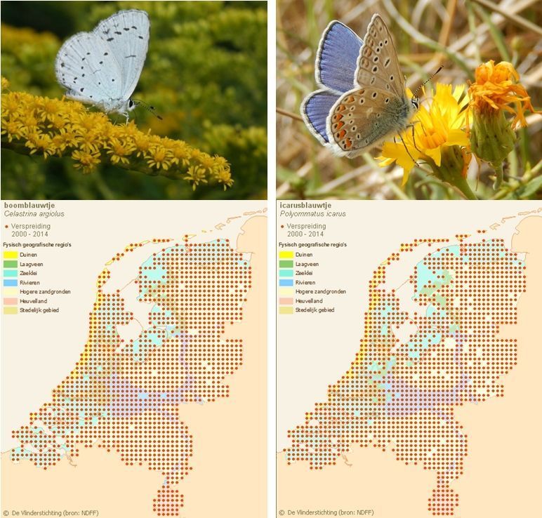 Boomblauwtje (links) en icarusblauwtje (foto’s: Kars Veling, kaartjes www.vlindernet.nl)