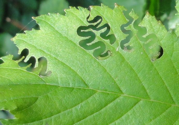 Jonge larven van de iepenzigzagbladwesp veroorzaken dit kenmerkend vraatpatroon uitsluitend op iep (foto: Dik Vonk)