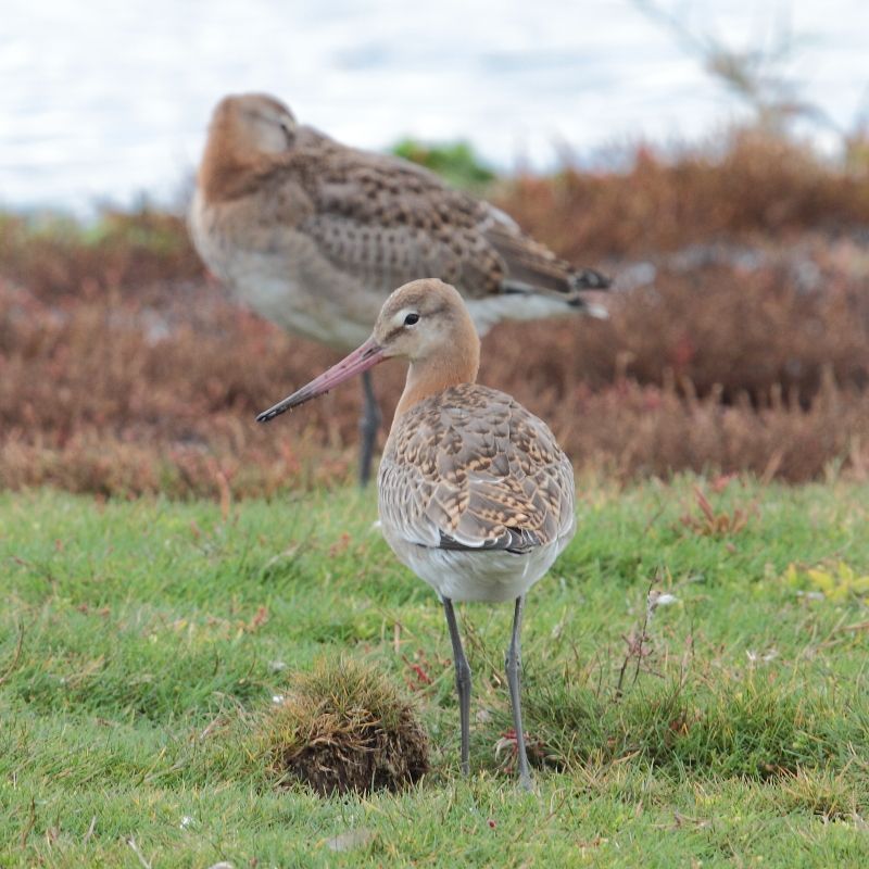 Juveniele IJslandse grutto’s, Ottersaat, Texel, 16 september 2013 (foto: Eric Menkveld)