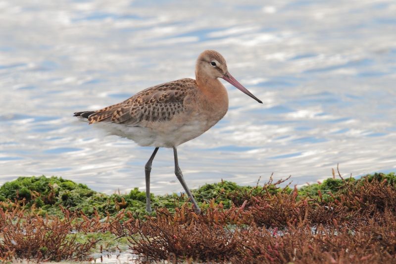 Juveniele IJslandse grutto, Ottersaat, Texel, 16 september 2013 (foto: Eric Menkveld)