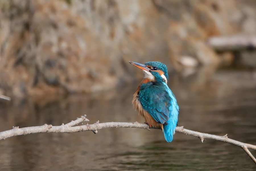 IJsvogel (foto: Jankees Schwiebbe)