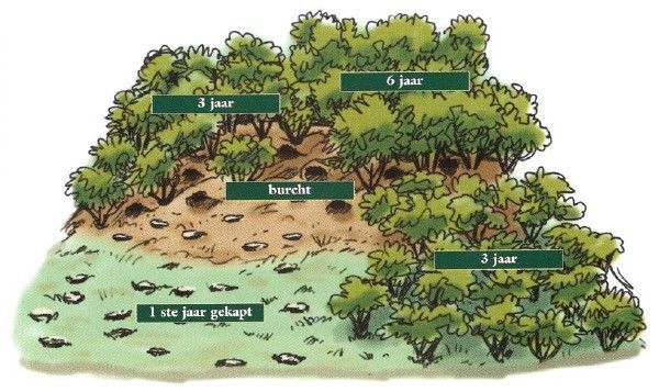 Boskappingen op een burcht moeten gefaseerd verlopen. (foto: Driekwart groen)