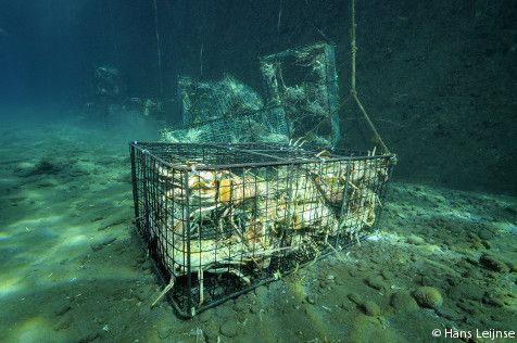 Lobster traps filled with lobsters (photo: Hans Leijnse)