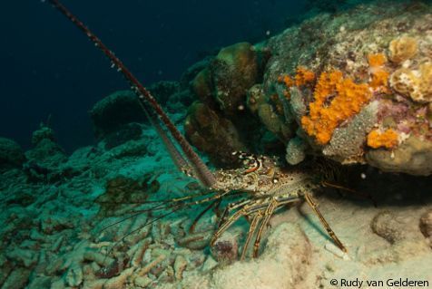 Spiny Lobster (photo: Rudy van Geldere)