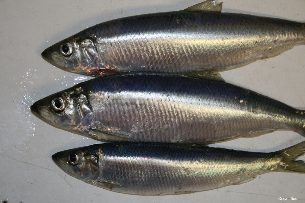 Haringen (foto: Oscar Bos, IMARES Wageningen UR)