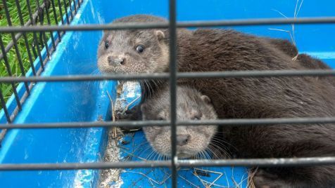 De jonge otters maken het redelijk goed (foto: Ron Williams)