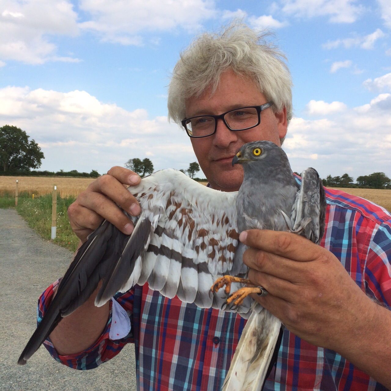 Ben Koks met Grauwe Kiekendief ’Roger’ (foto: Werkgroep Grauwe Kiekendief)