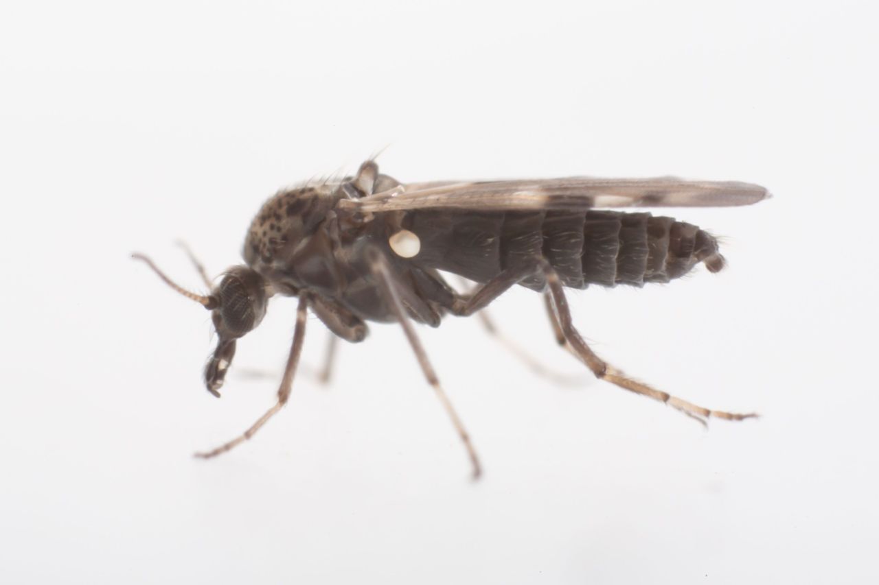 De knut Culicoides nubeculosus, één van de 25 soorten knutten die in Nederland voorkomen (foto: Hans Smid)