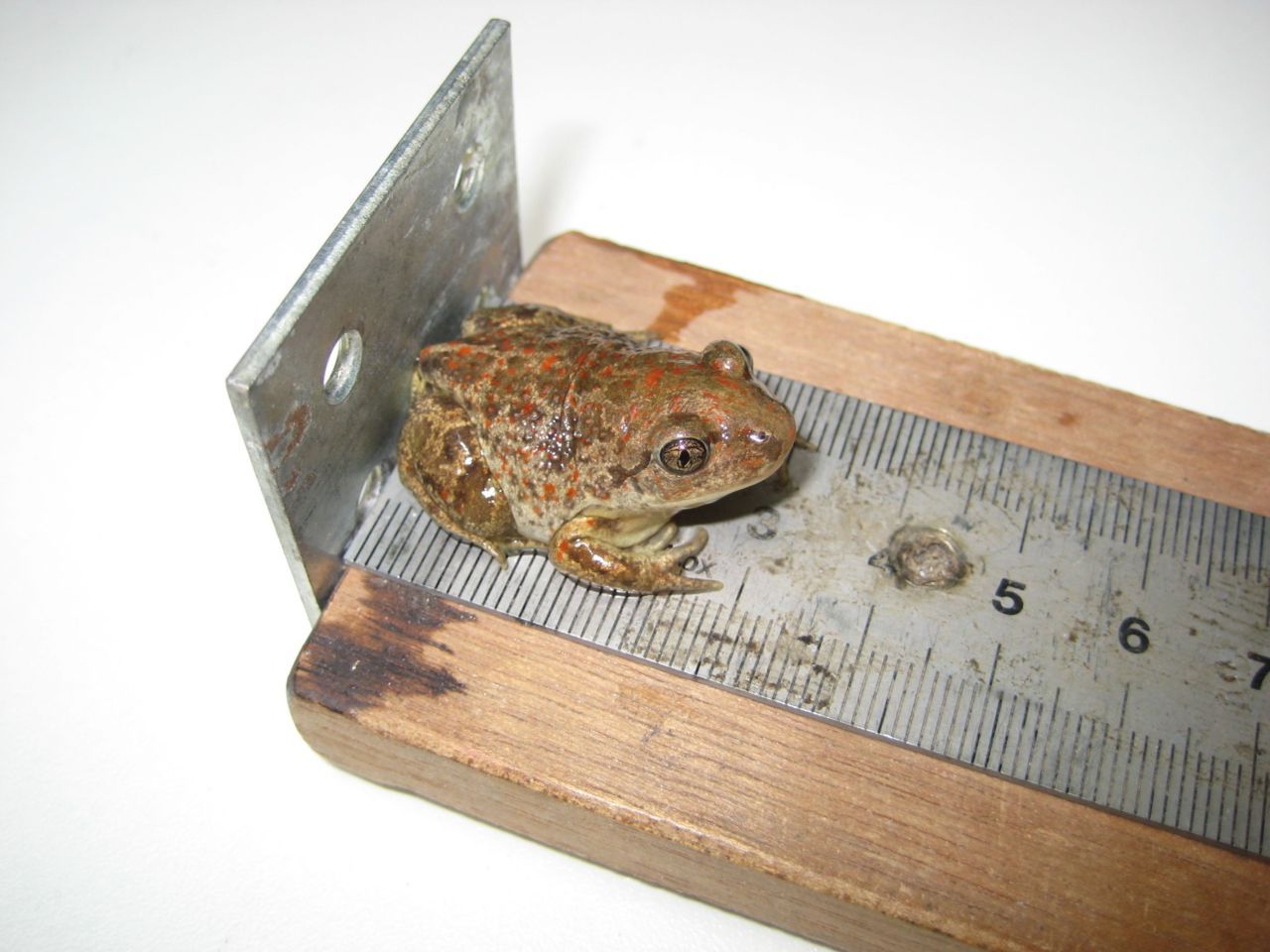 Knoflookpadonderzoek (foto: Richard Struijk)