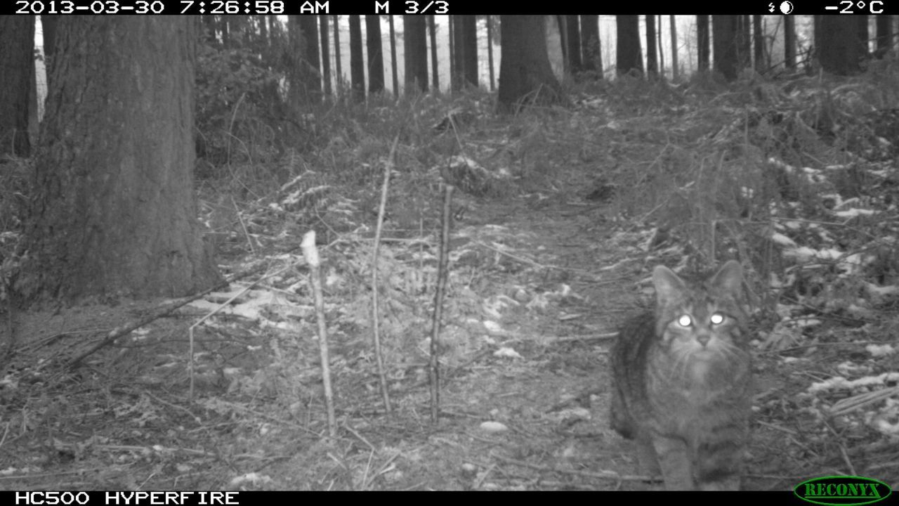 Op vijf plaatsen werd de voorbije weken een Wilde kat gefotografeerd door een camercal. Alle foto’s zullen nu in detail worden bestudeerd om uit te maken of het om één of meerdere exemplaren gaat. (foto: René Janssen)