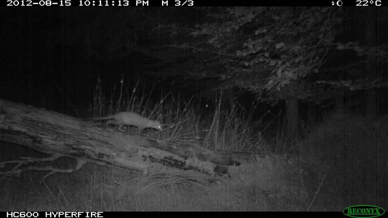 De Steenmarter is in 2012 niet minder dan 30 keer vastgelegd door een camera op het ecoduct. (foto: Zoogdierenwerkgroep)