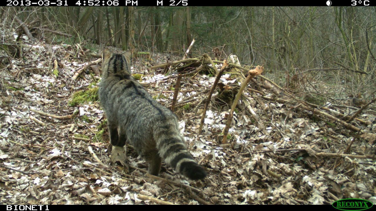 Wilde kat in Voeren. De soort onderscheidt zich van een huiskat door de dikke staart met zwarte eindpunt en ca. 5 donkere ringen. De rugstreep van de Wilde kat loopt niet door over staart en op de flanken vertoont de vacht vage strepen. (foto: René Janssen)