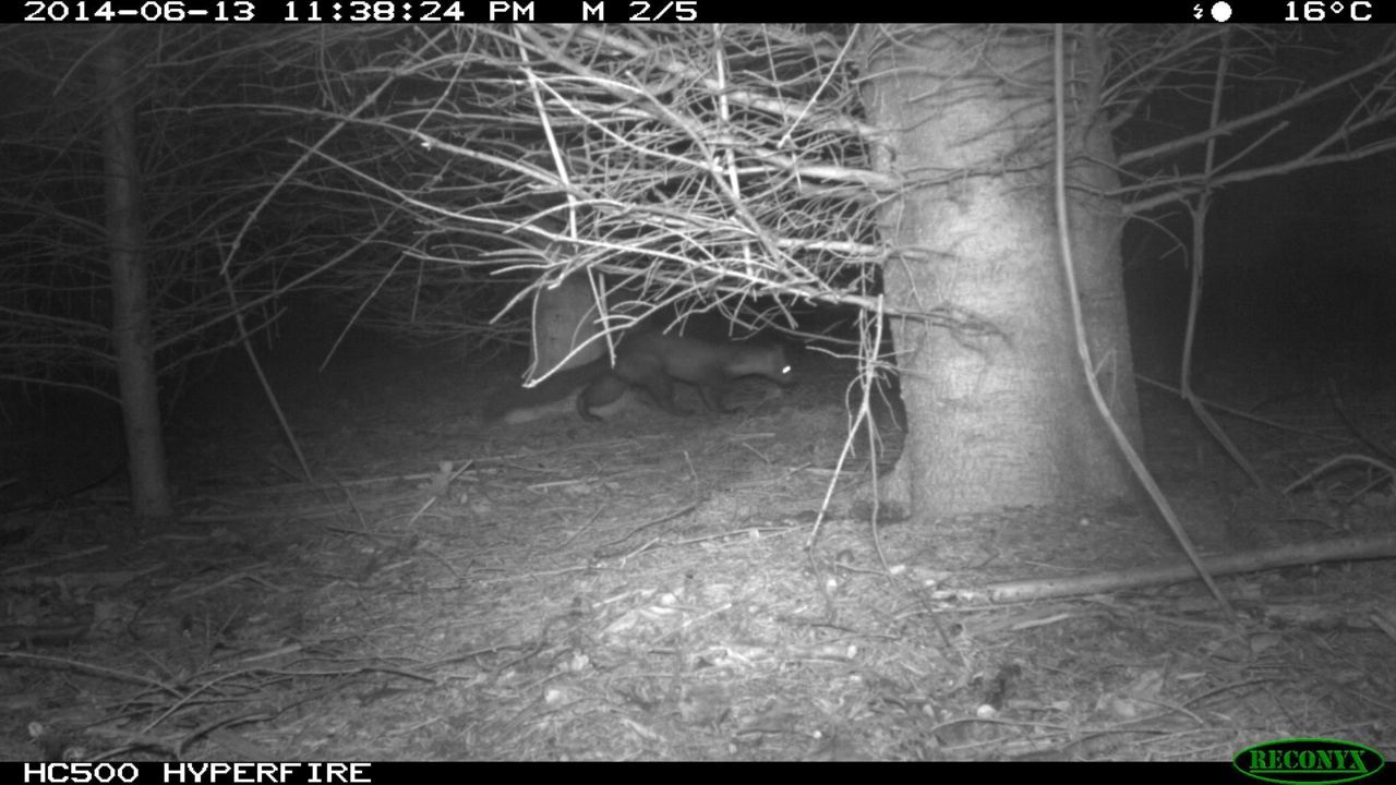 Boommarter gefotografeerd door cameraval (foto: René Janssen)