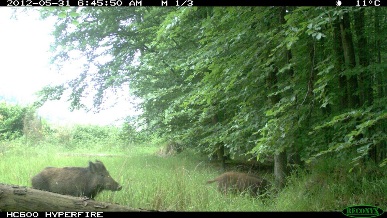 Ook Everzwijnen lieten zich het afgelopen jaar filmen aan ecoduct De Warande. (foto: Zoogdierenwerkgroep Natuurpunt)