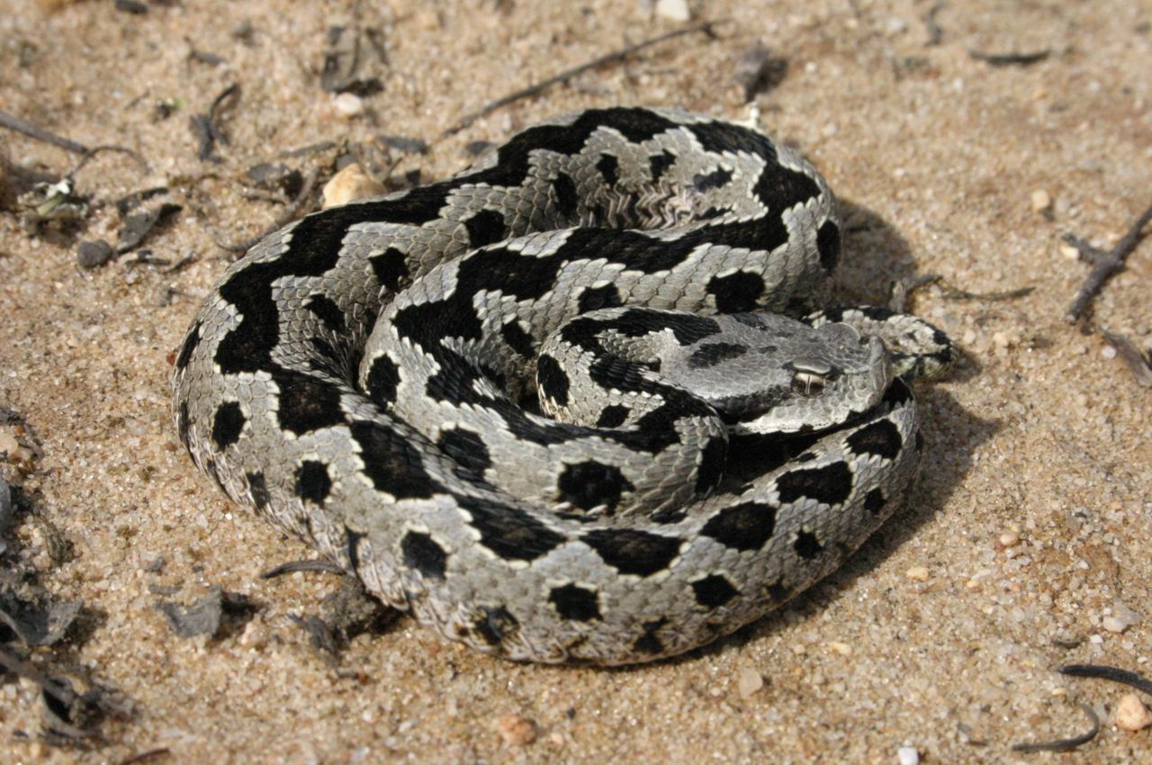 De zigzagtekening van de Wipneusadder lijkt predatoren af te schrikken (foto: Jeroen Speybroeck)