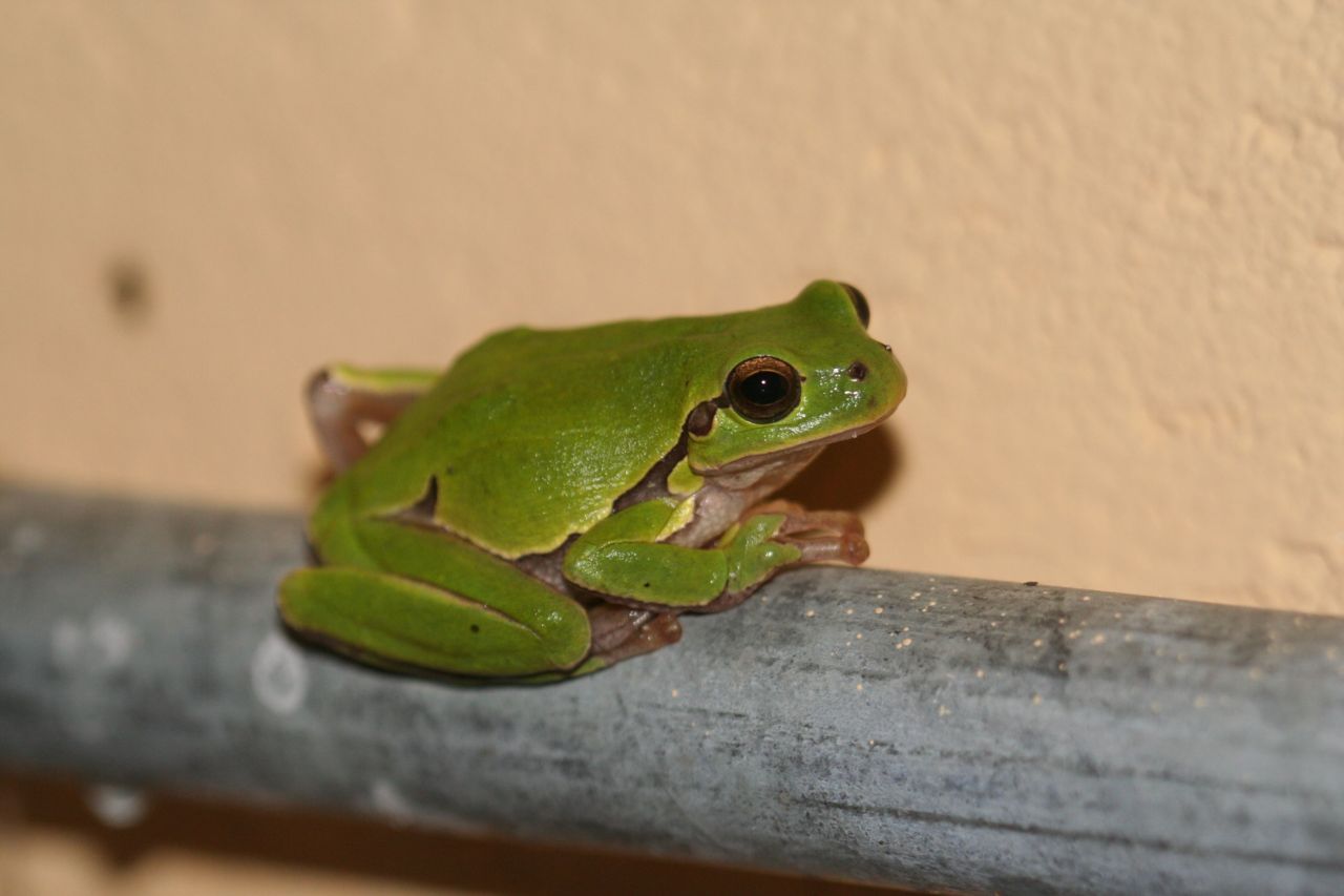 Italiaanse boomkikker (Hyla intermedia) in doucheruimte op camping in Umbrië (It.) (foto: Raymond Creemers)