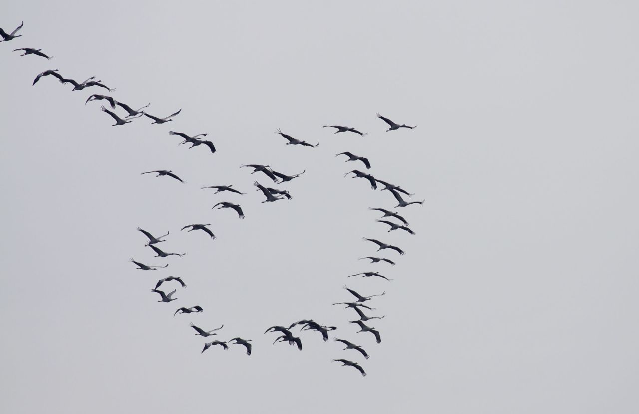 Groepje Kraanvogels op weg naar hun Spaanse overwinteringsgebieden (foto: Dany Tielens)