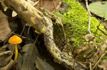 Wasplaat in een Nederlands bos (foto: Menno Boomsluiter)