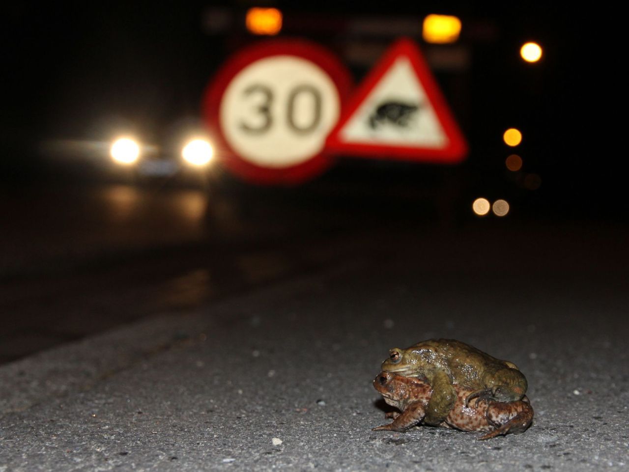 Natuurpunt roept alle weggebruikers op om de snelheid te matigen op plaatsen waar paddentrek plaatsvindt (foto: Luc Verhelst)