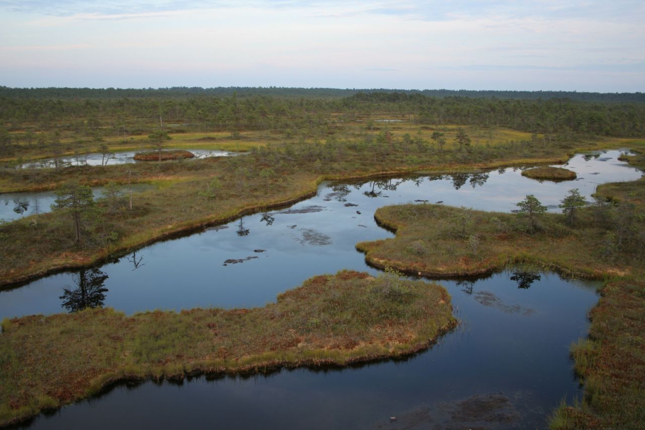 Intact hoogveen in Estland (foto: Gert-Jan van Duinen)