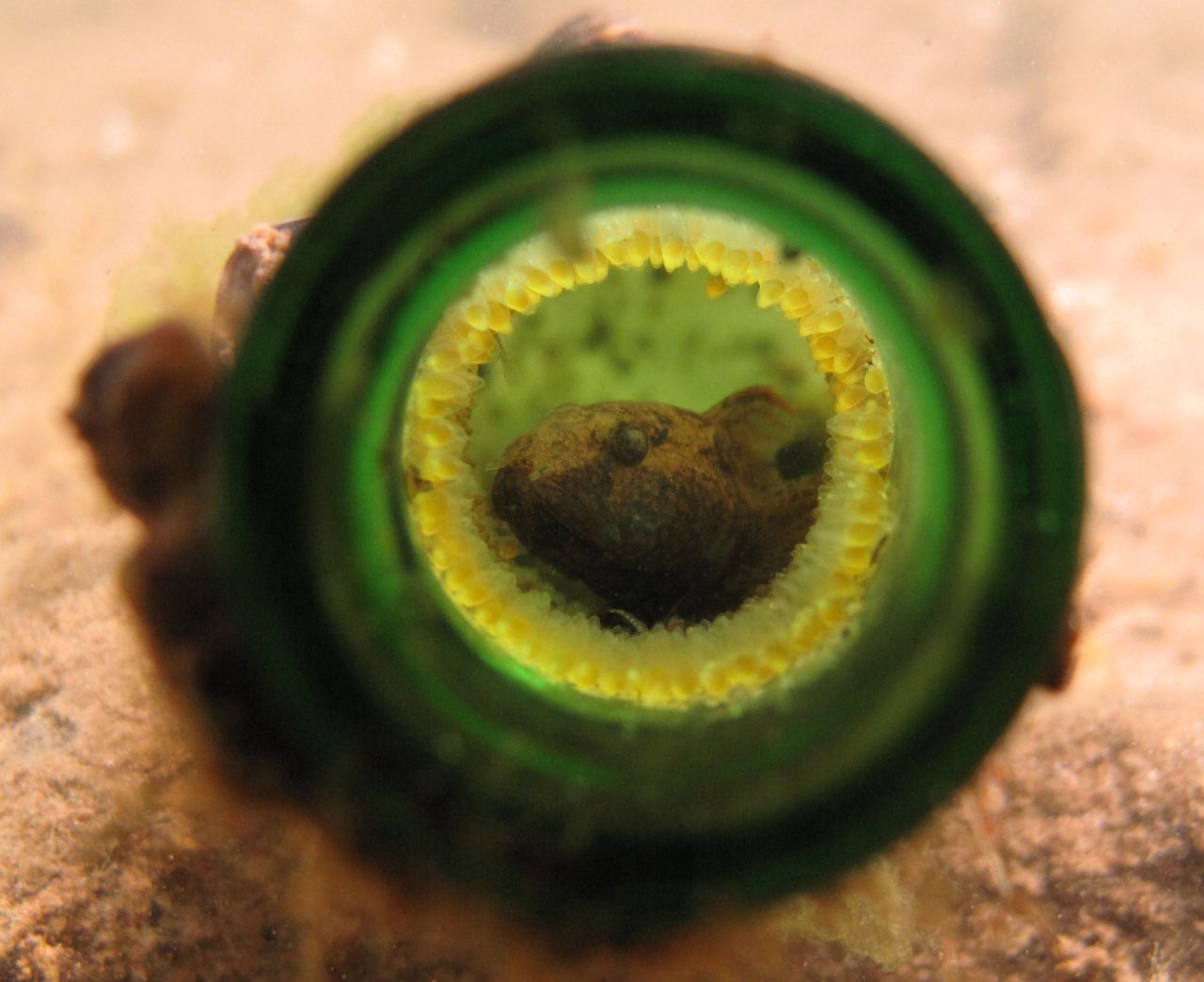 Mannetje van de marmergrondel bewaakt de in de bierfles afgezetten eieren (gele rand eitjes) (foto: Arthur de Bruin)