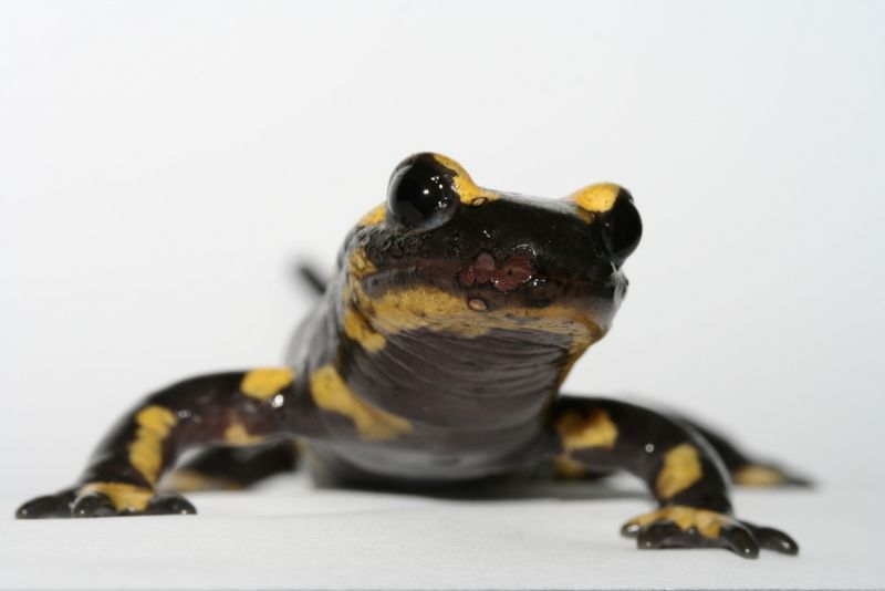 Vuursalamander (Salamandra salamandra) geïnfecteerd door de salamanderetende schimmel, de huid is ernstig aangetast (foto: Frank Pasmans)