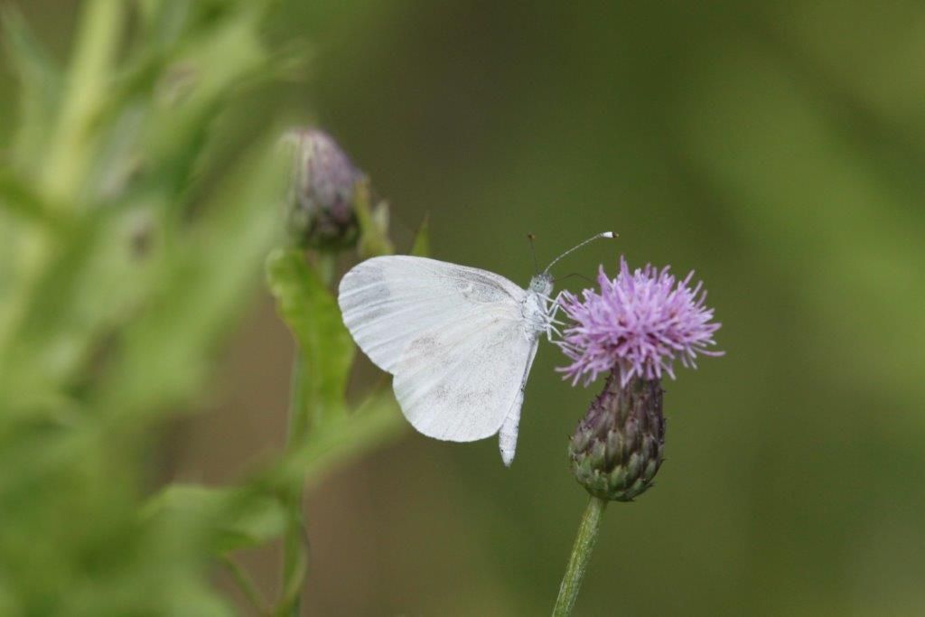 Boswitje op Akkerdistel (foto: Gerda Van Hoovels)