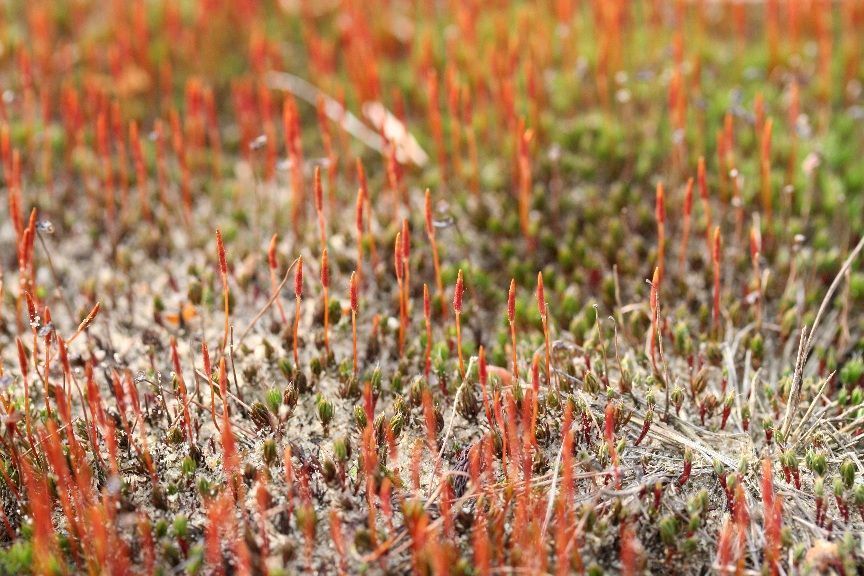 Ruig haarmos met felgekleurde sporenkapsels (foto: Laurens Sparrius)