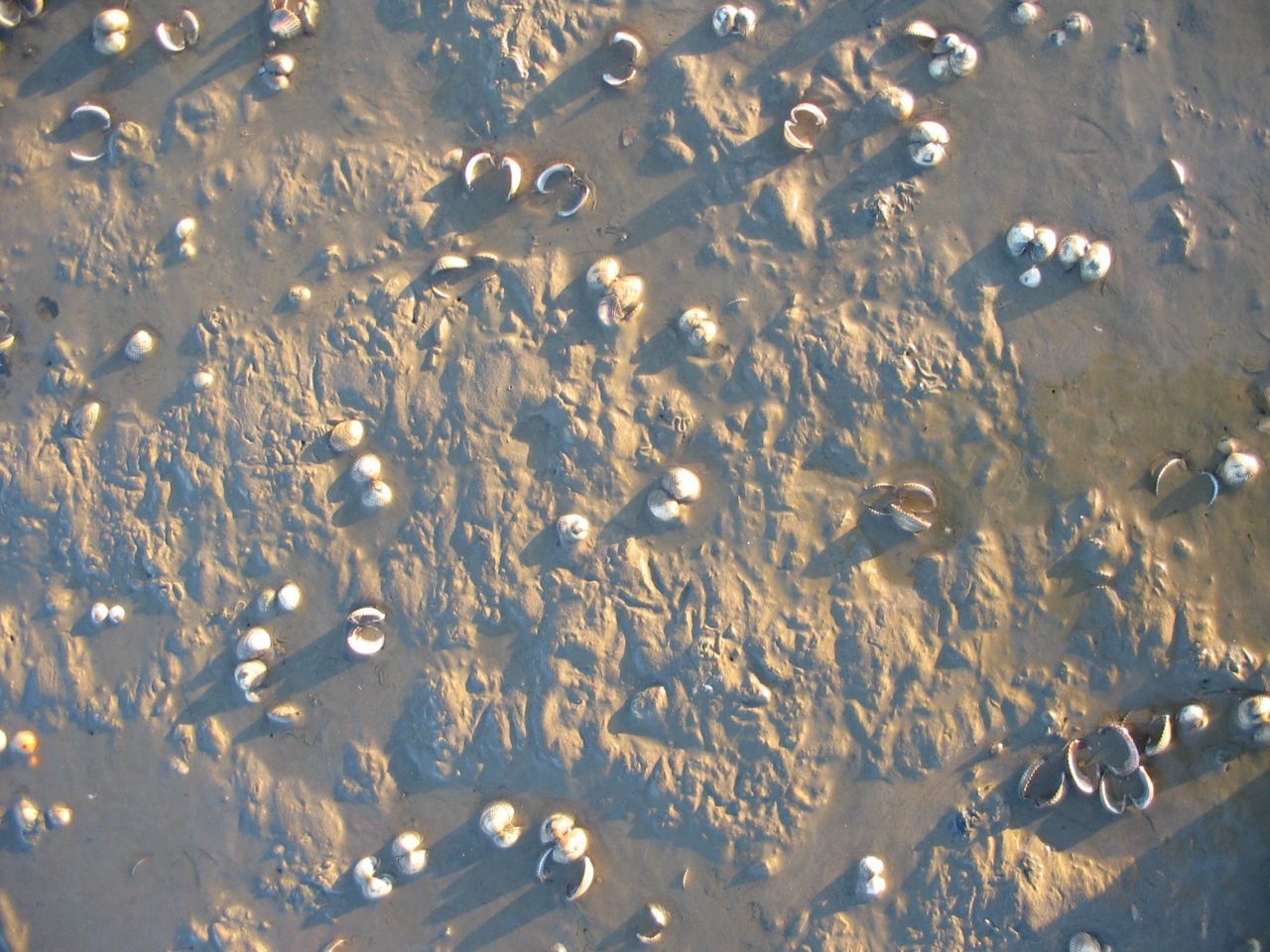 Na de vorst zijn er veel lege geopende kokkelschelpen op het wad te vinden (foto: Ellen Weerman)