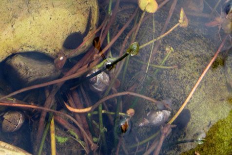 Kleine larven van een groene kikker, hoogstwaarschijnlijk de bastaardkikker, op 21 oktober (foto: Jeannie Bruls)