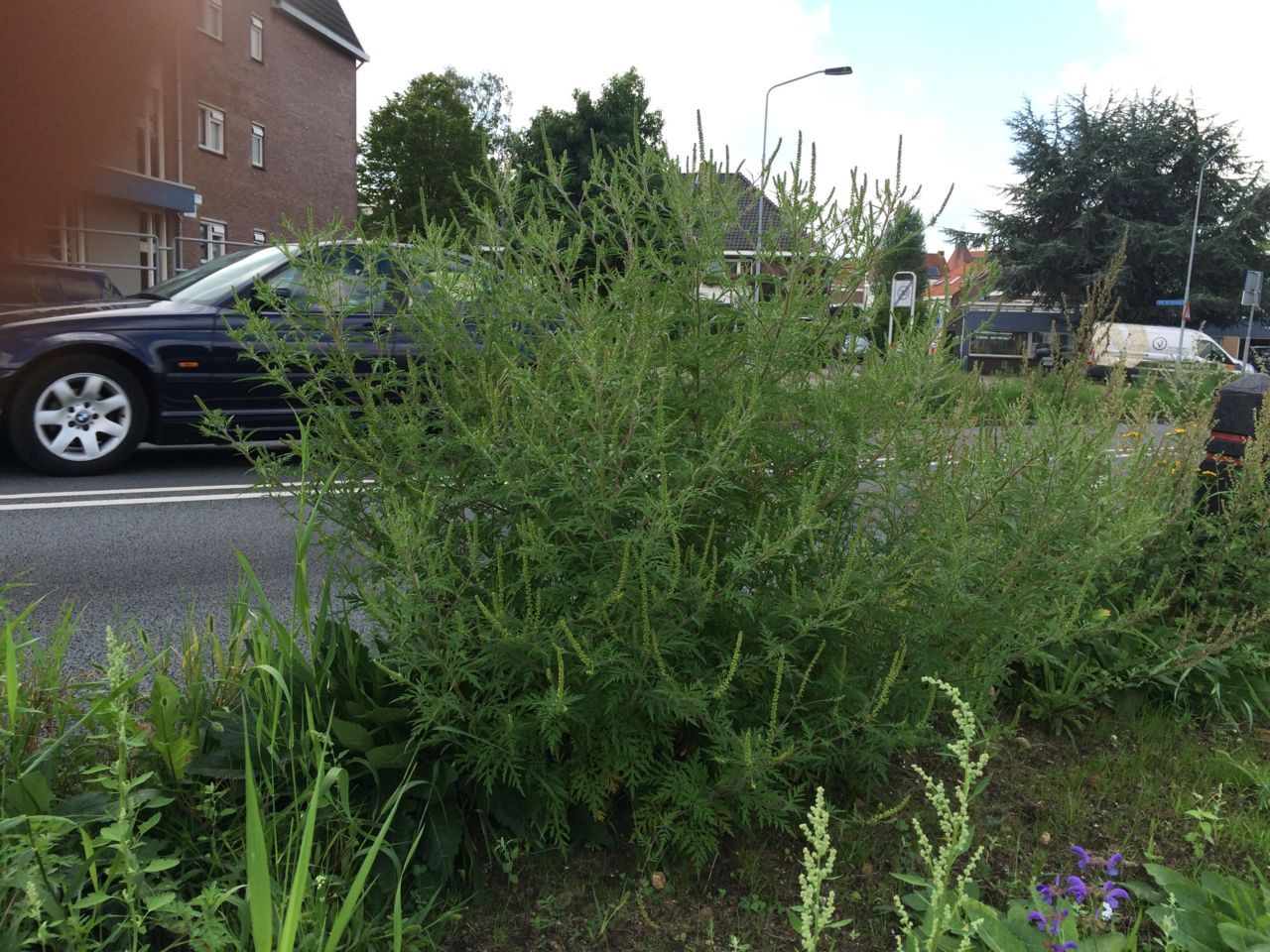 Diverse planten zijn tot een meter hoog en staan vol in bloei (foto: Arnold van Vliet)