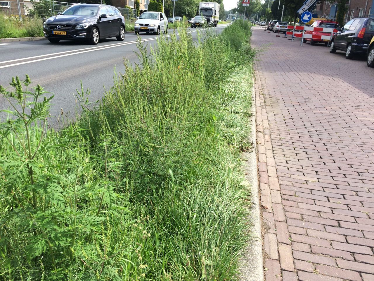 Groot aantal ambrosiaplanten in een berm in Wageningen (foto: Arnold van Vliet)