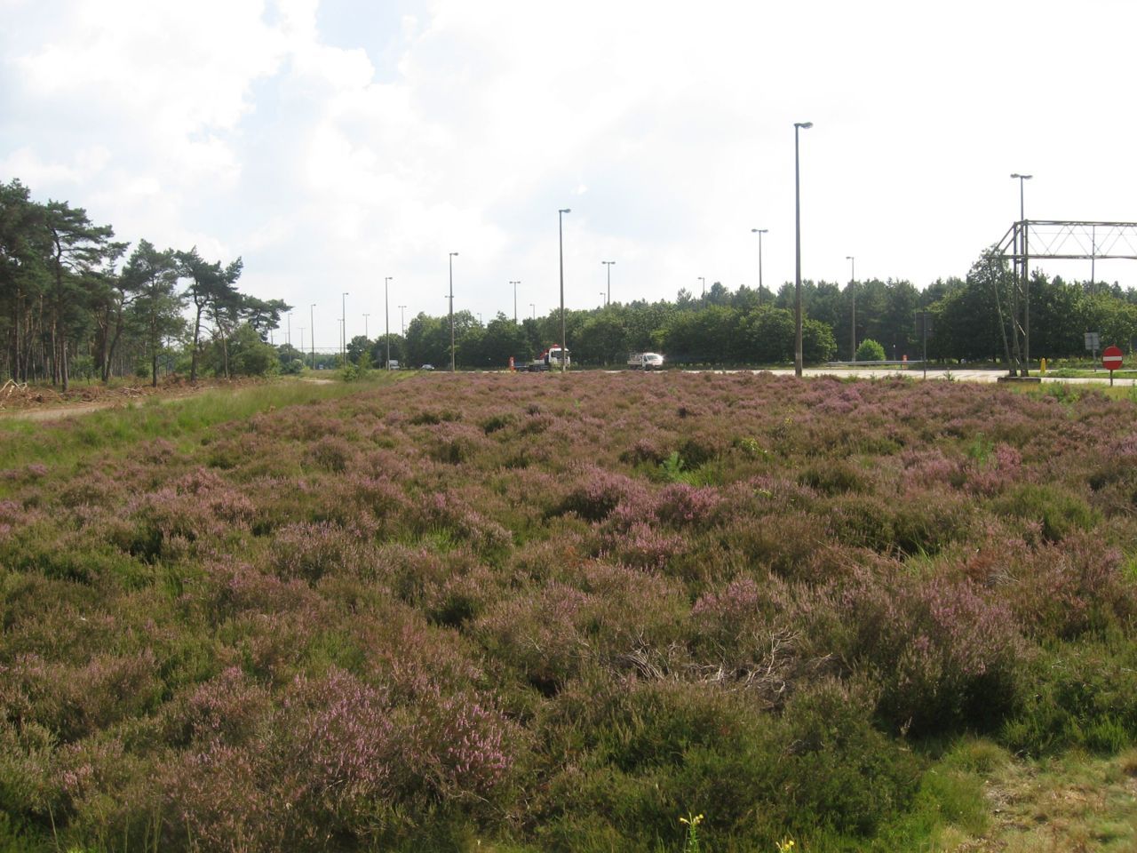 Mooie struikheidevegetatie langs de afrit naar de douaneparking, net in België. Hier werden veel zeldzame ongewervelden vastgesteld. (foto: Jorg Lambrechts)