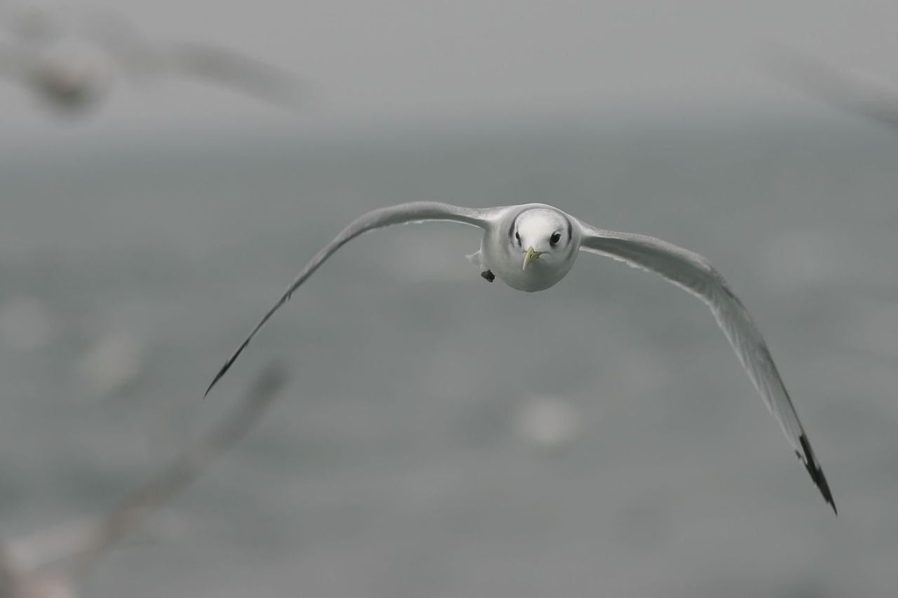 Drieteenmeeuw (foto: Jouke Altenburg)